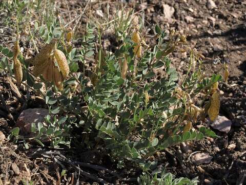 Image of Egg Milkvetch