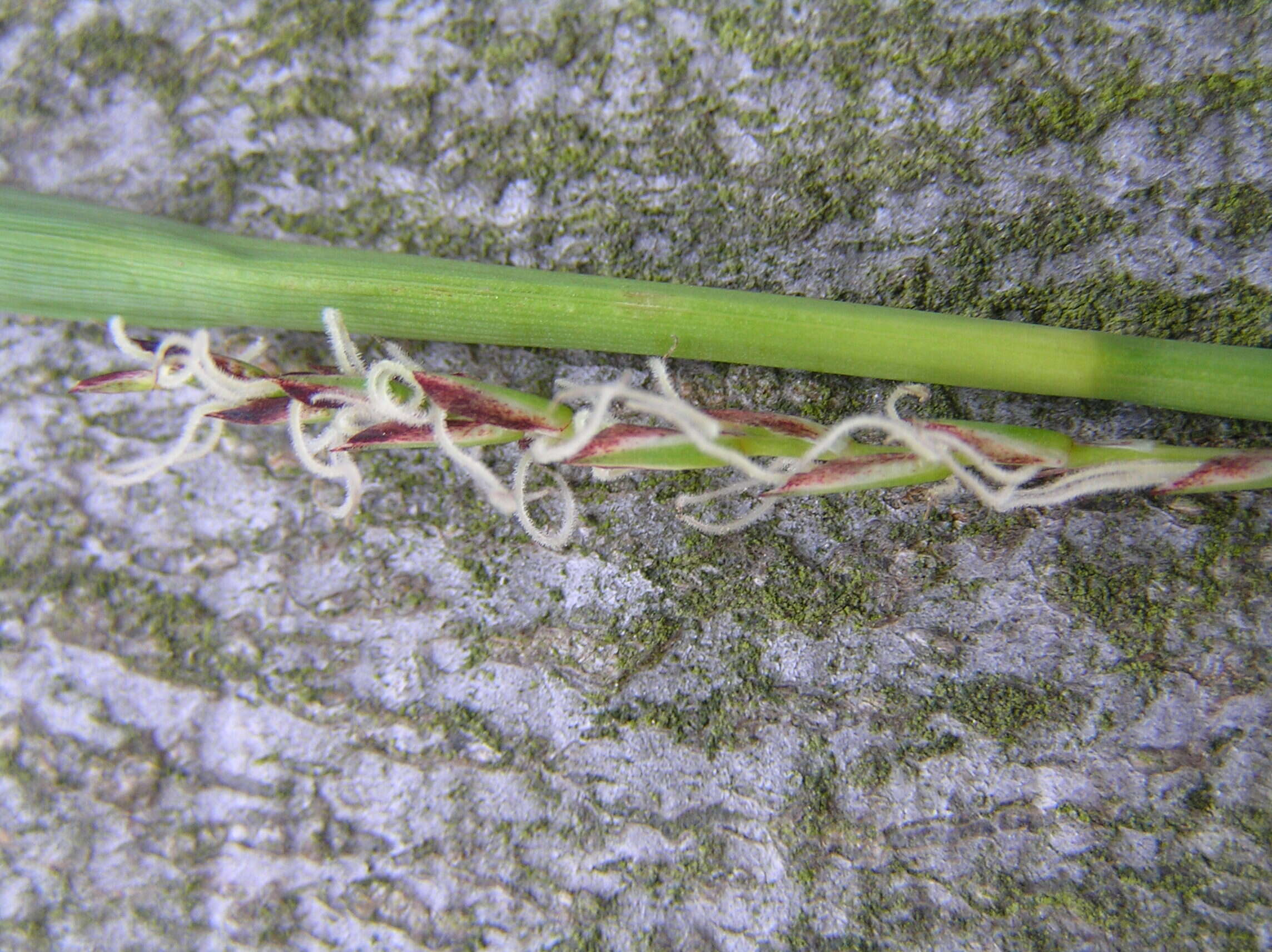 Image of Carex pilosa Scop.