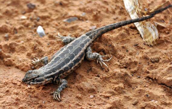 Image of Common Sagebrush Lizard