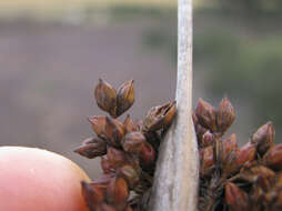 Image of spiny rush