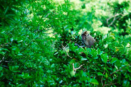 Image of Long-tailed Macaque