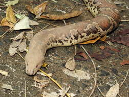 Image of Common Sand Boa