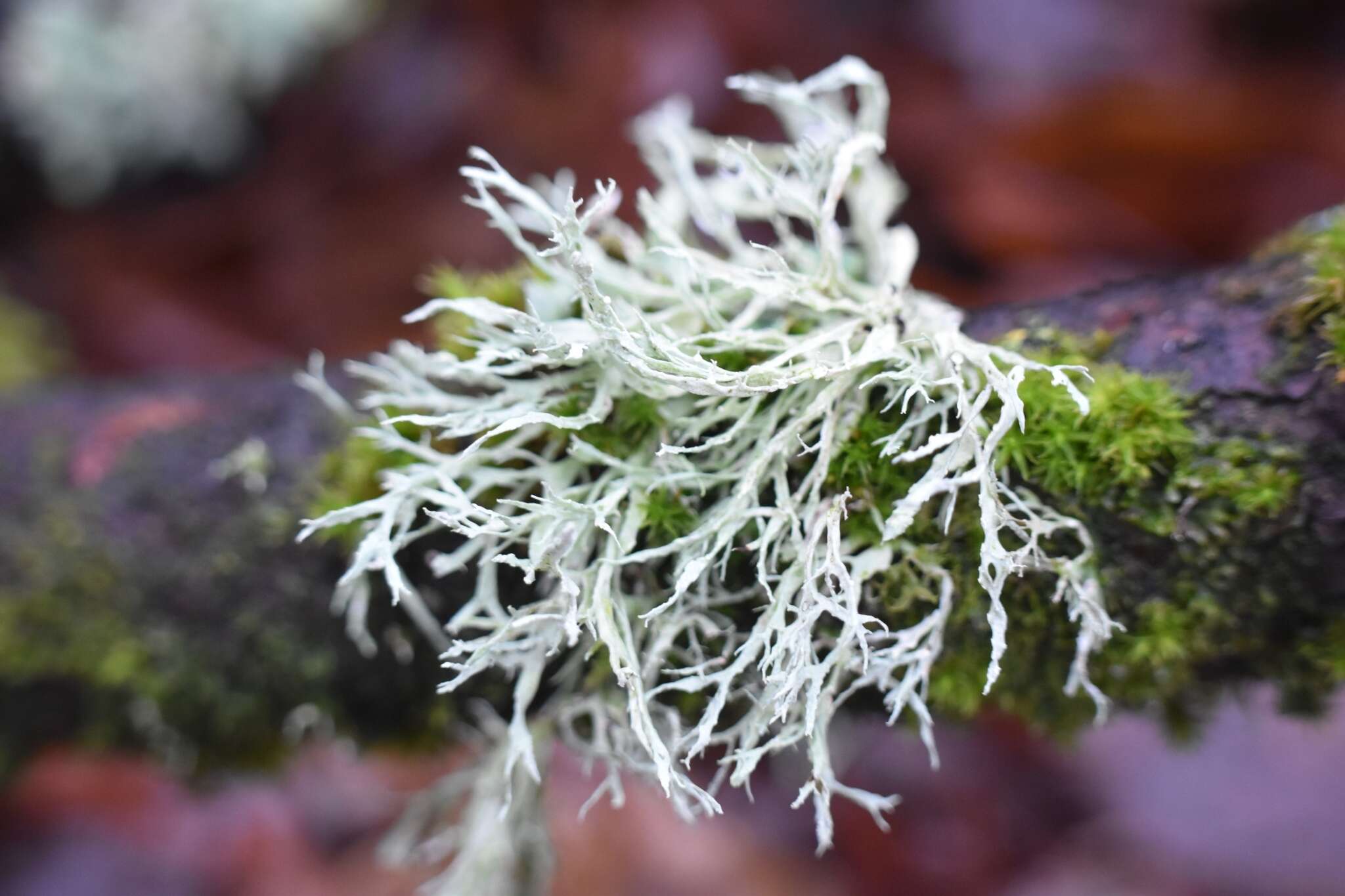 Imagem de Ramalina farinacea (L.) Ach.