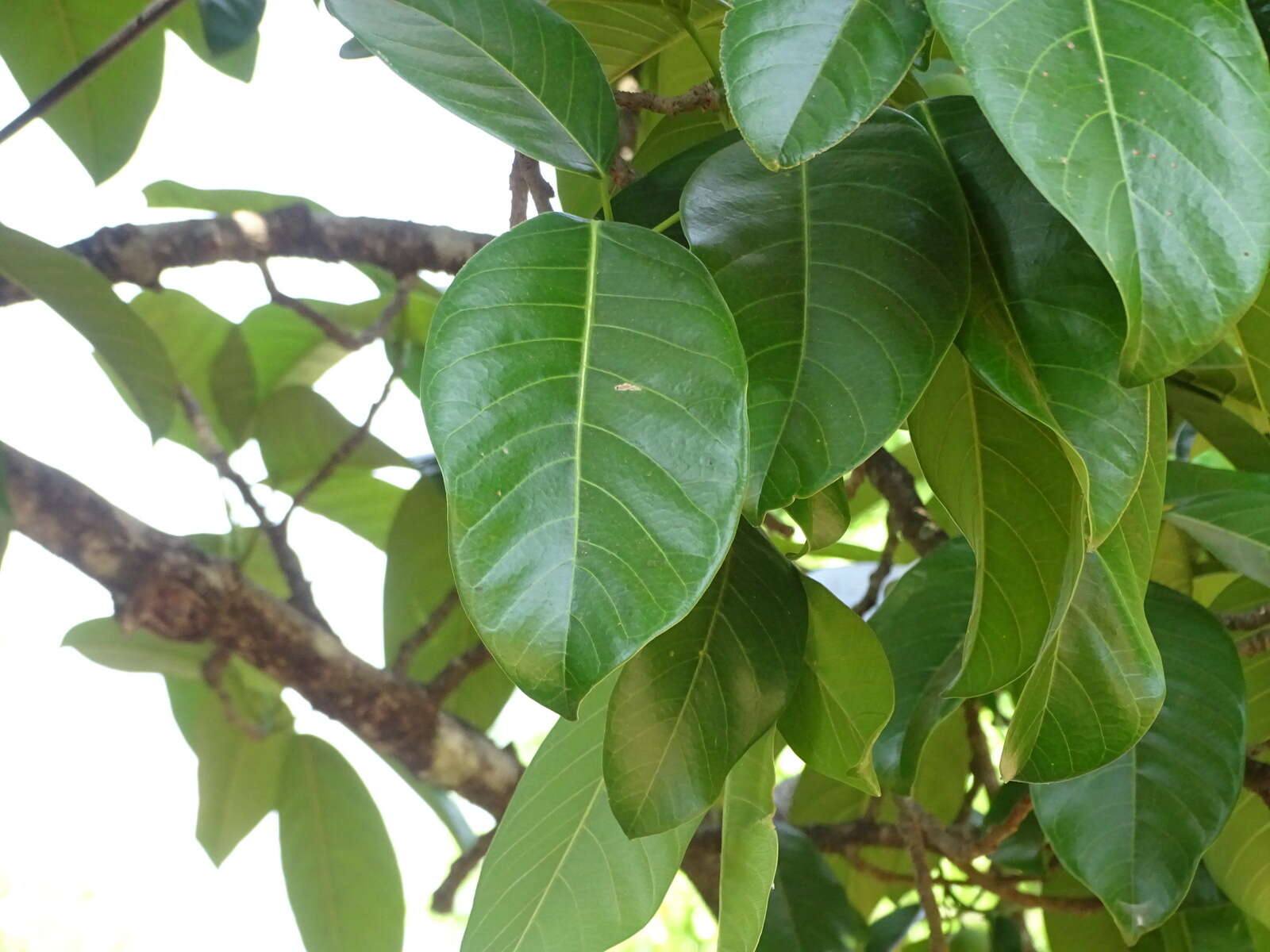 Image of Ficus callosa Willd.