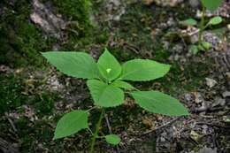 Image of small balsam