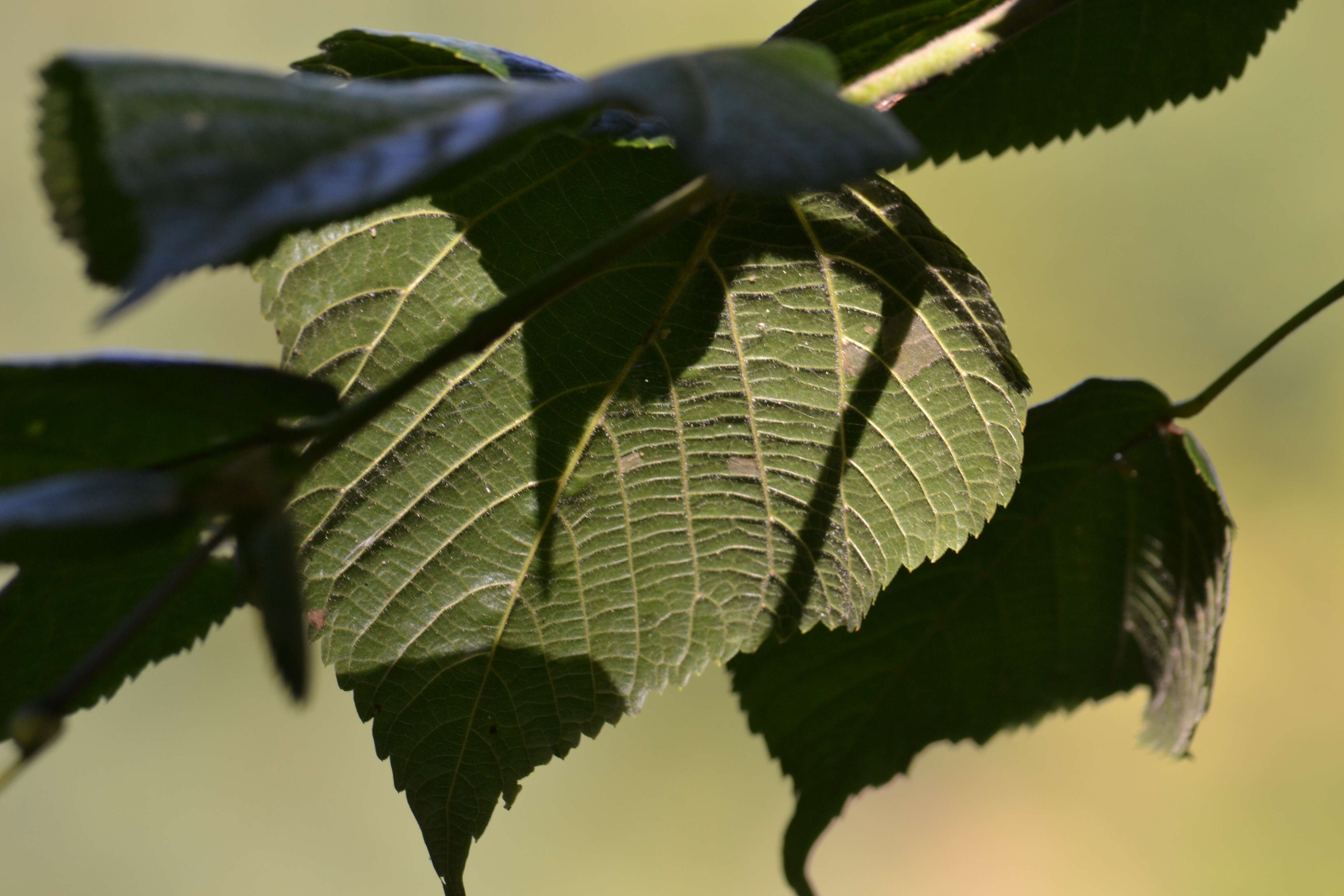 Image of Littleleaf Linden