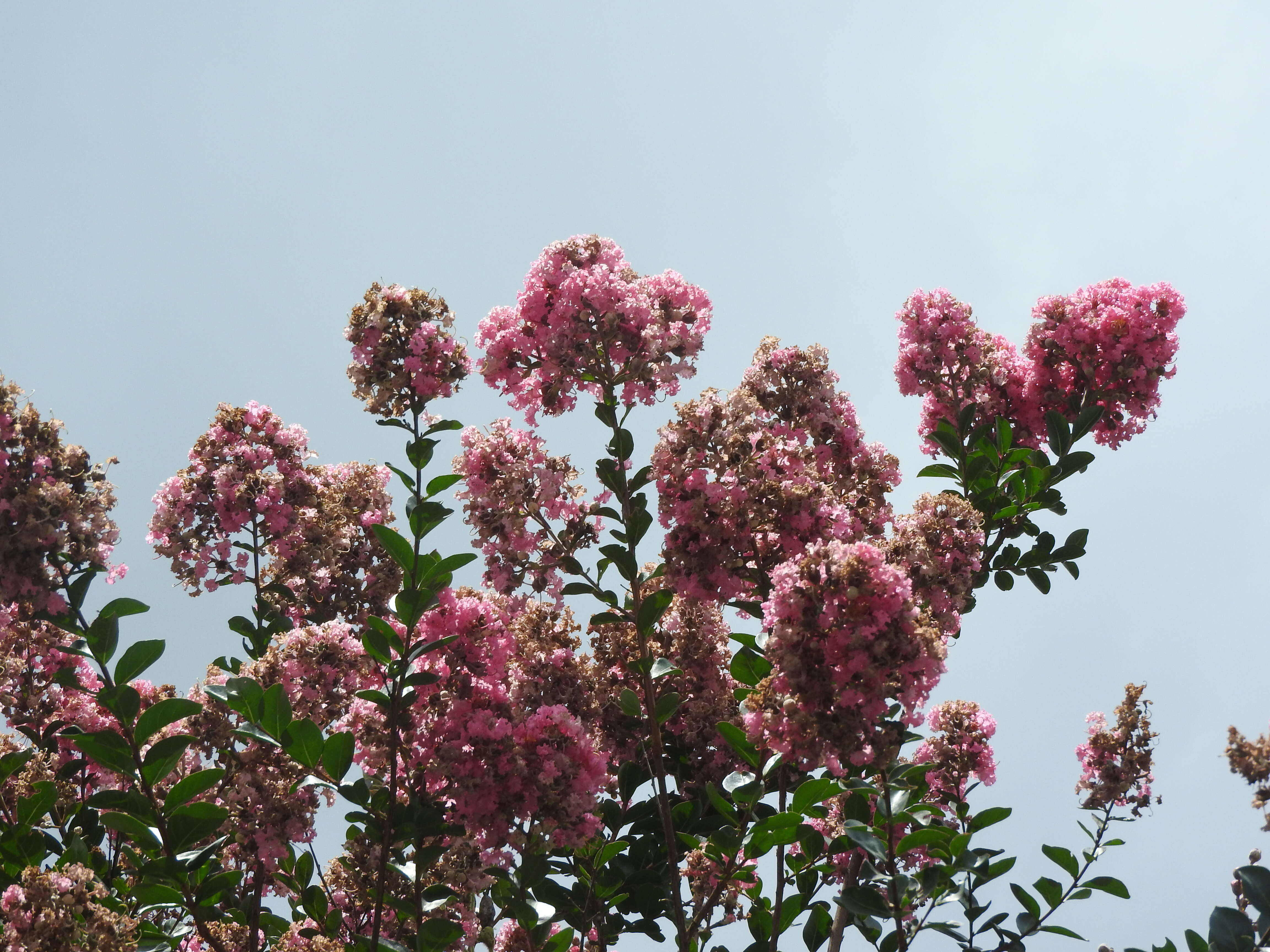 Image of lagerstroemia