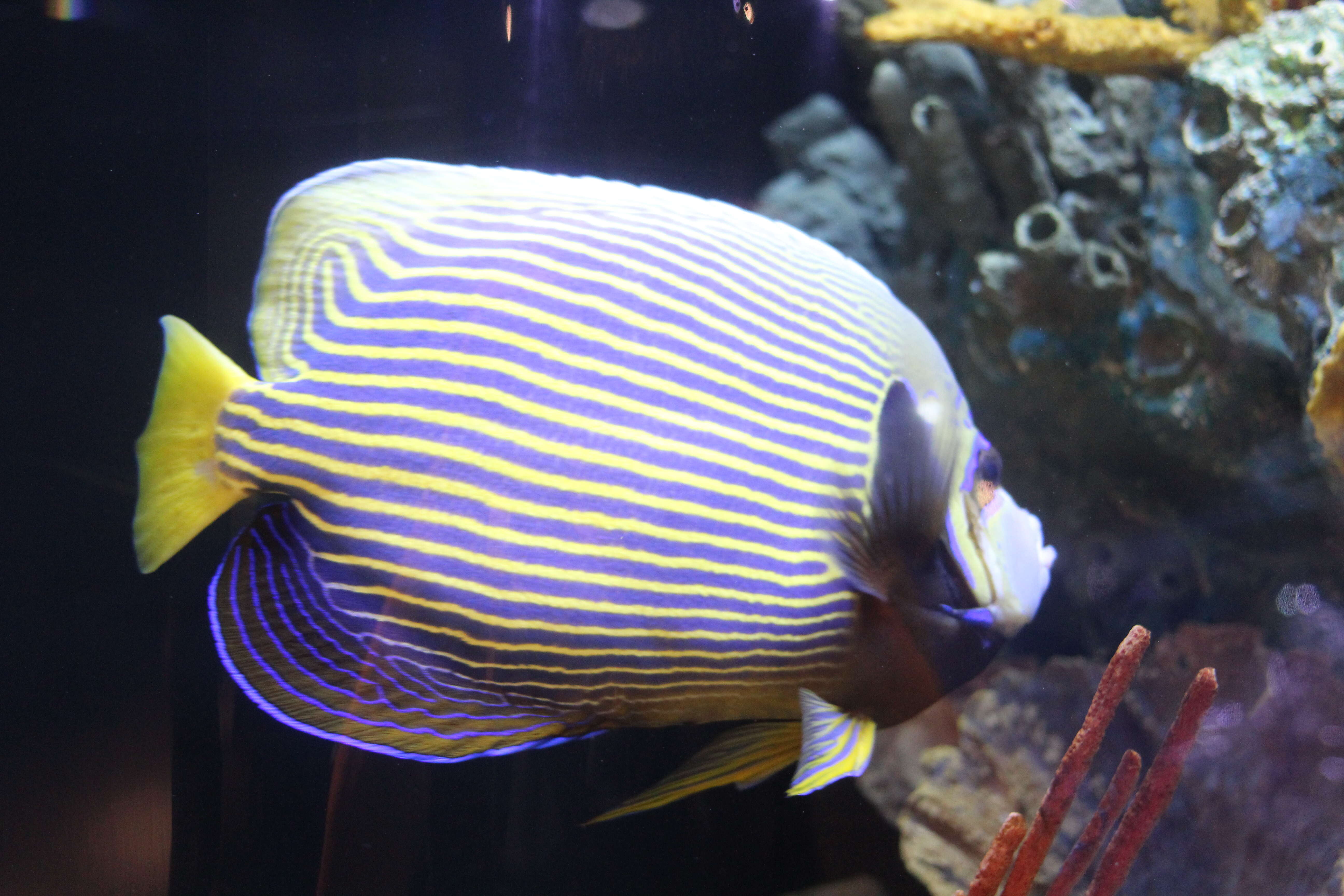 Image of Angelfish