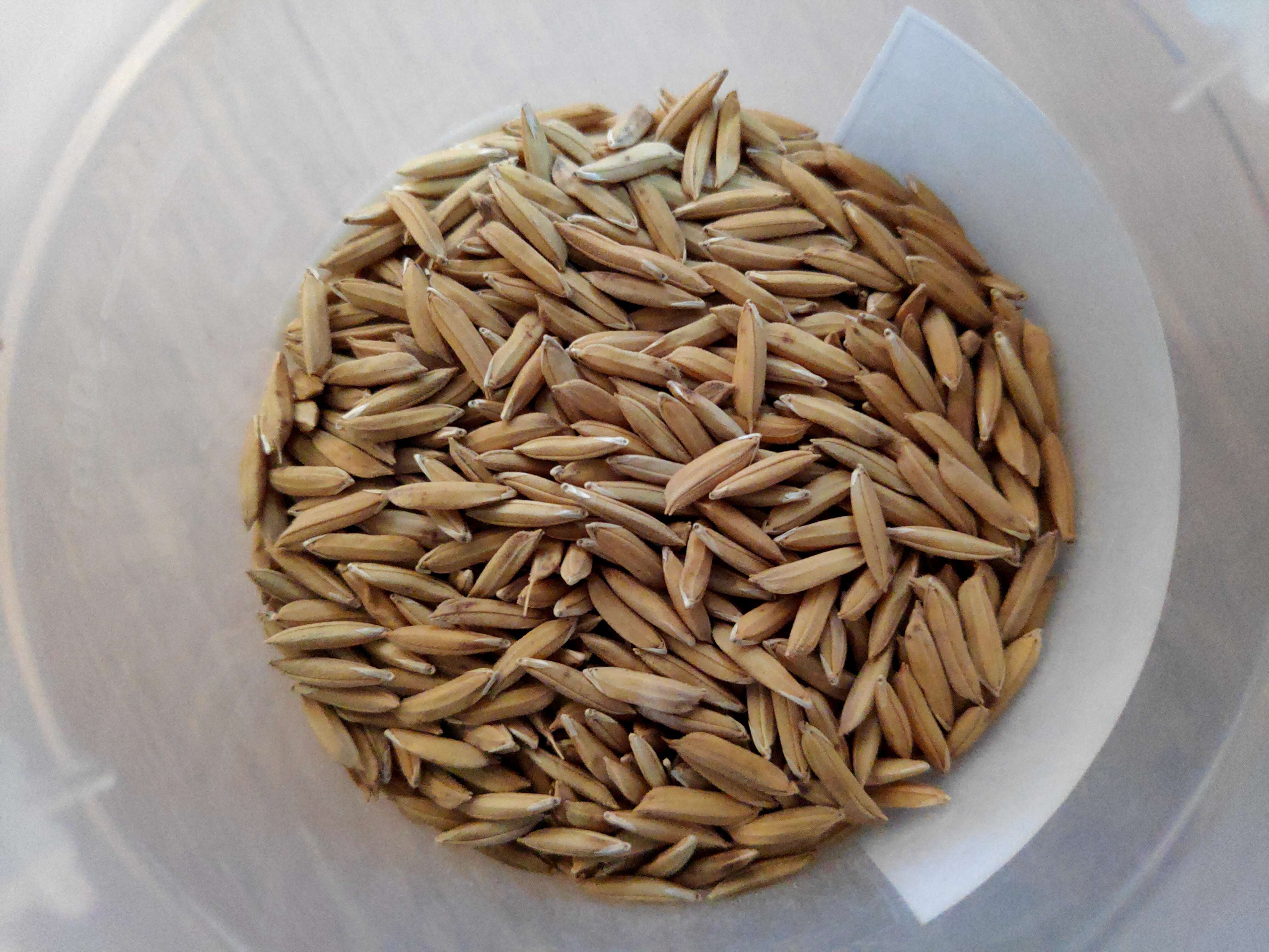 Image of rice