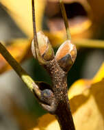 Image of shagbark hickory