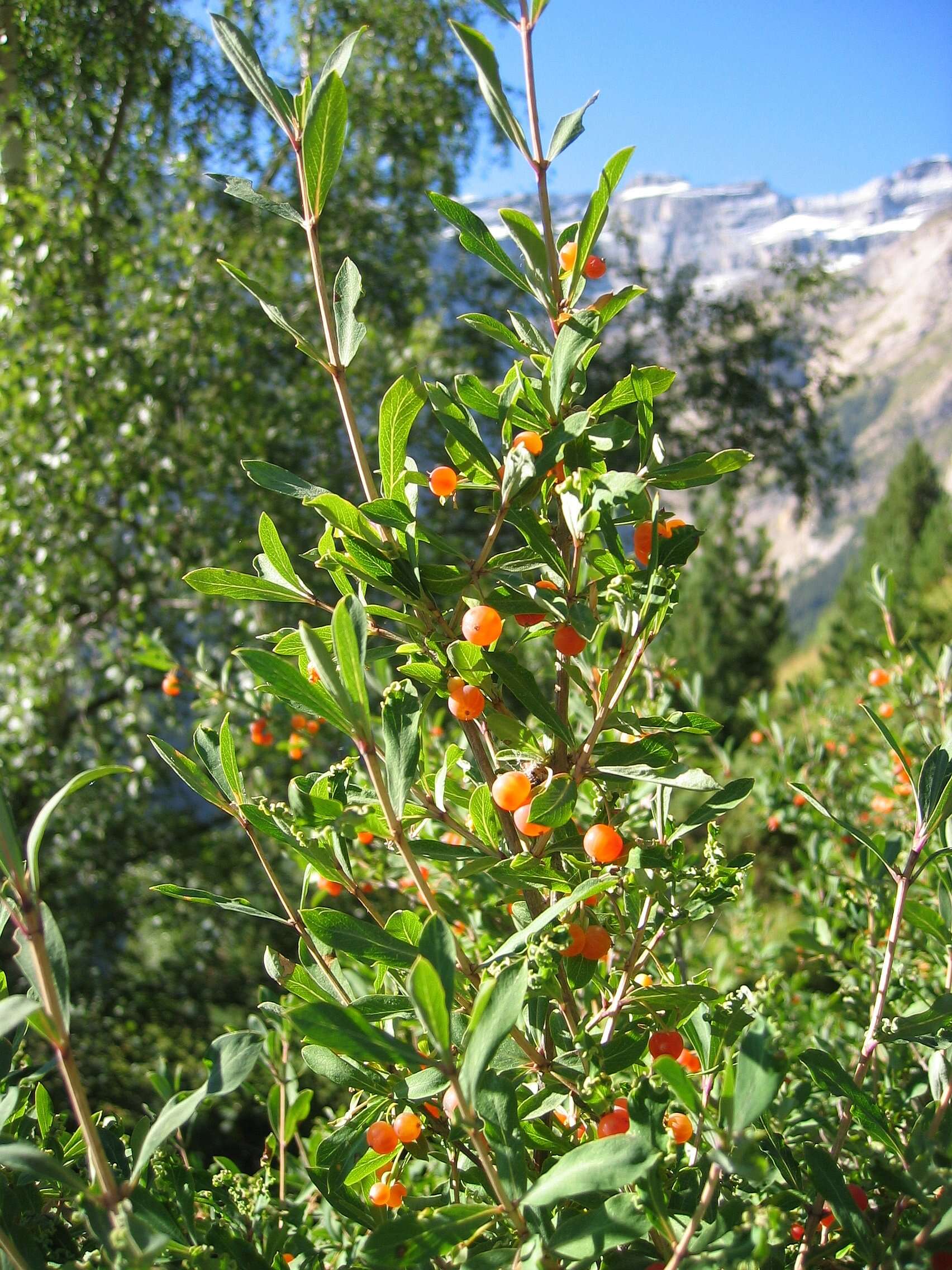 Image of Lonicera pyrenaica L.