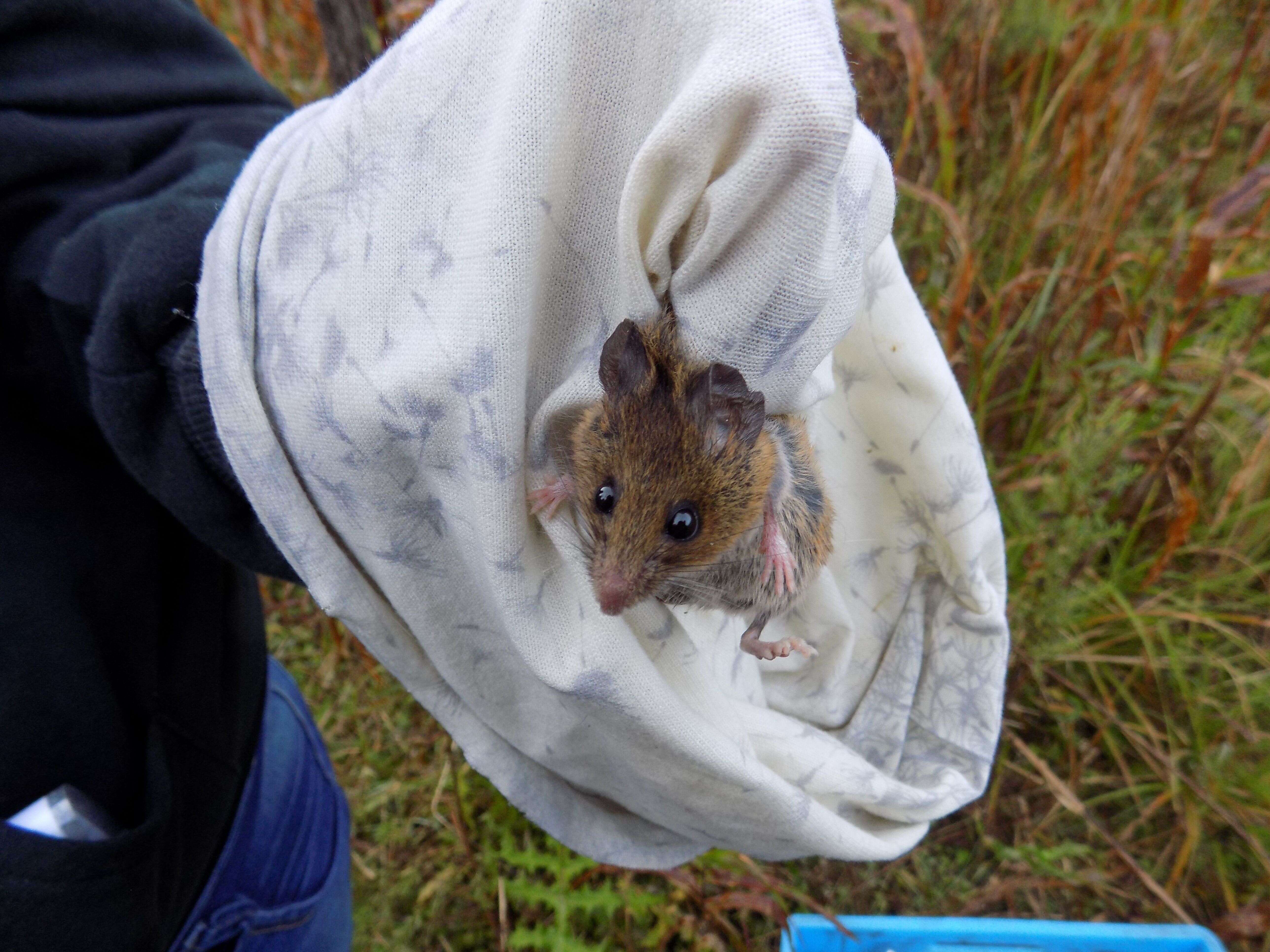 Imagem de Peromyscus aztecus (Saussure 1860)