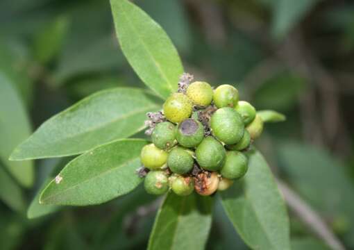 Imagem de Volkameria glabra (E. Mey.) Mabb. & Y. W. Yuan