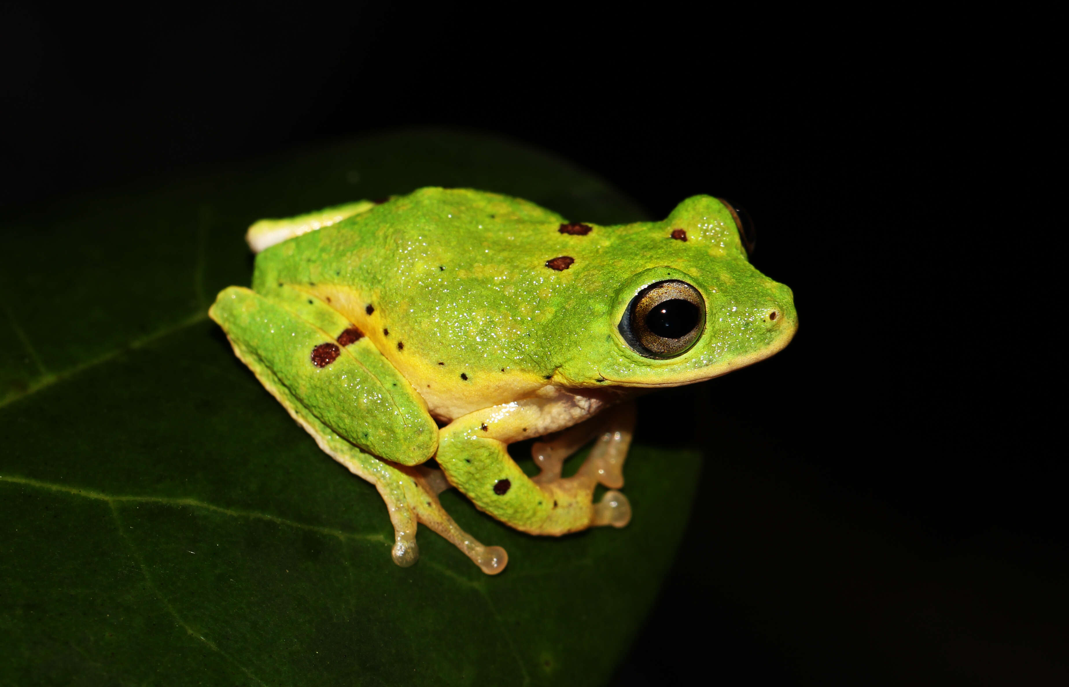 Imagem de Pseudophilautus poppiae (Meegaskumbura & Manamendra-Arachchi 2005)