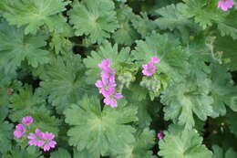 Imagem de Geranium molle L.