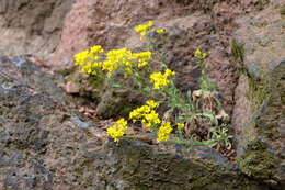 Image of Basket of Gold