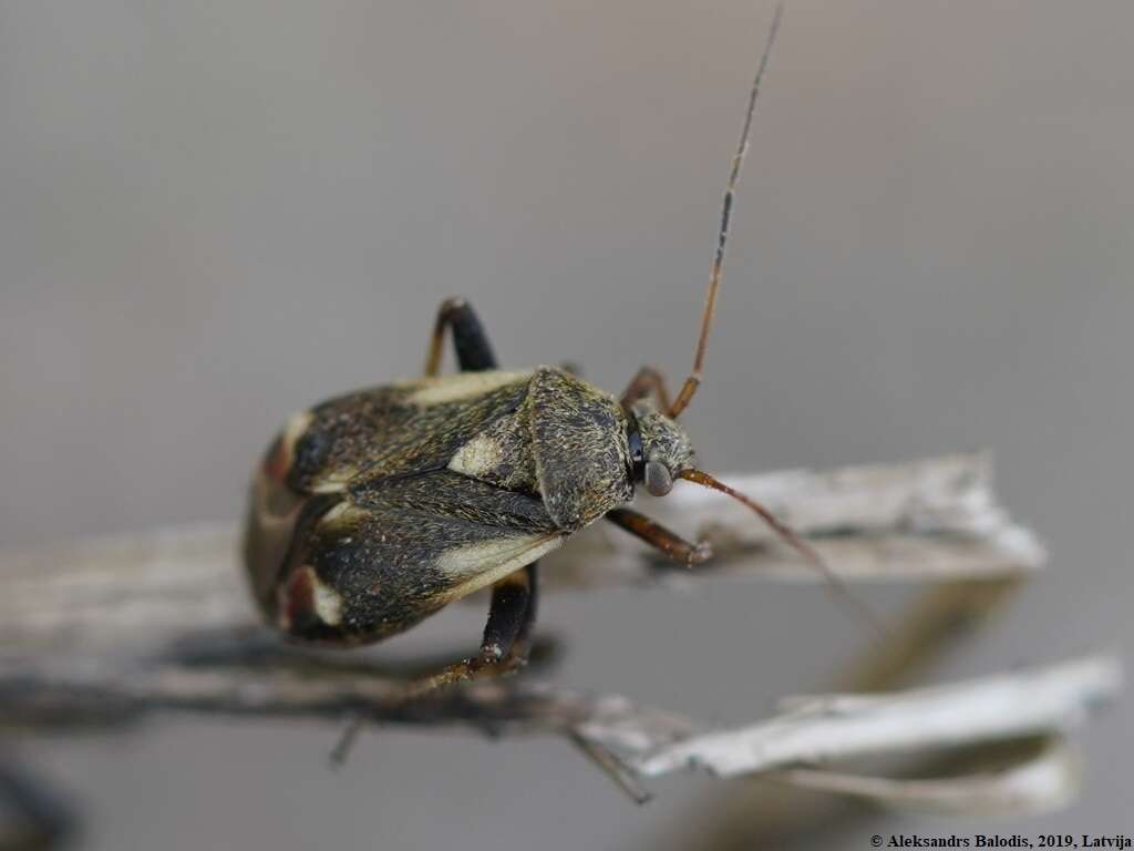 Image of Polymerus unifasciatus (Fabricius 1794)