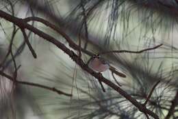 Image of Golden-crowned Kinglet