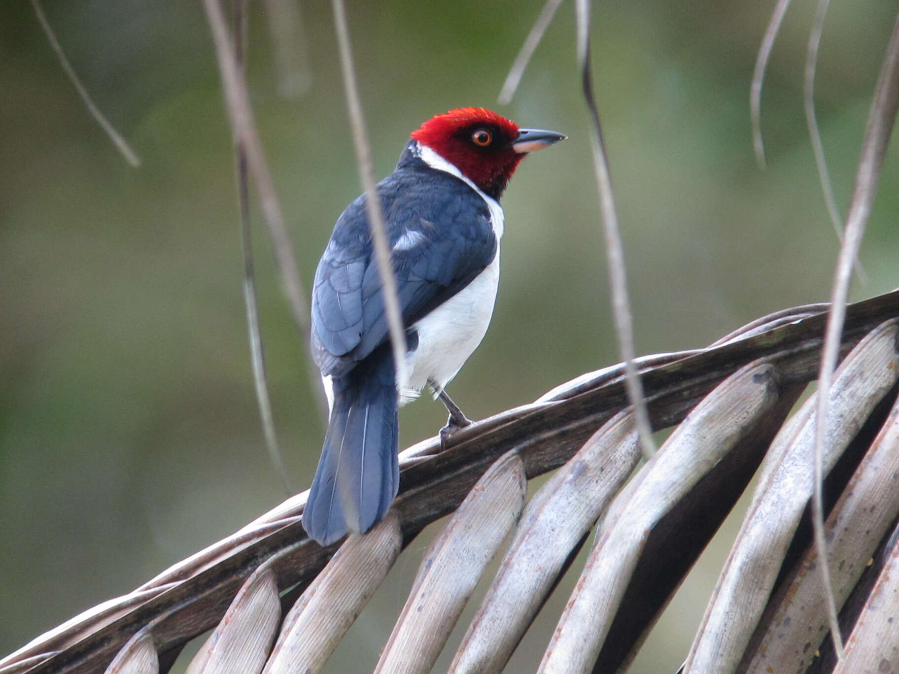 Image of Red-capped Cardinal