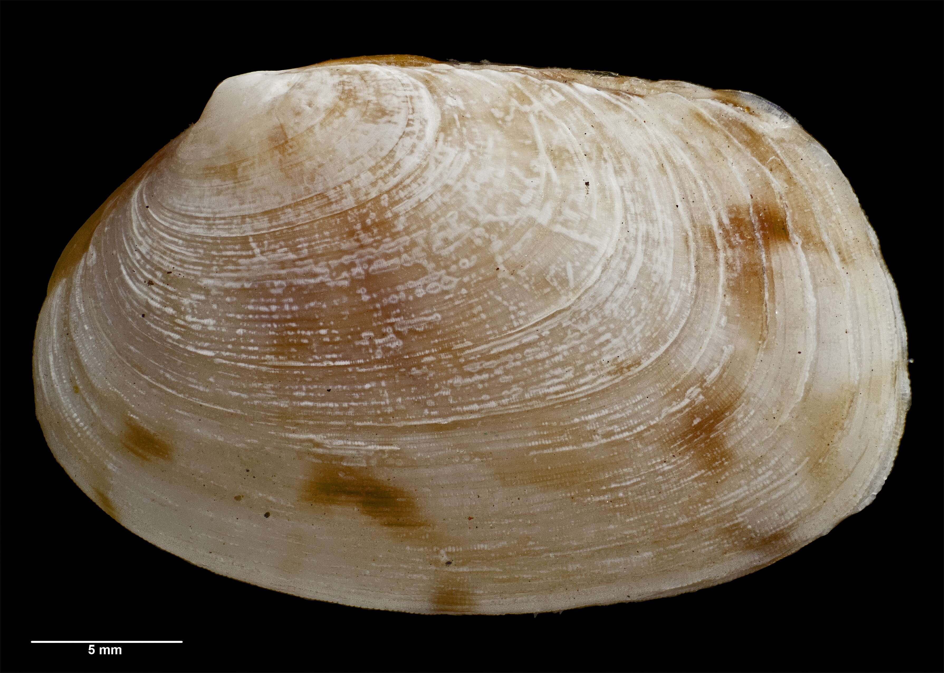 Image of Venerupis largillierti (Philippi 1847)
