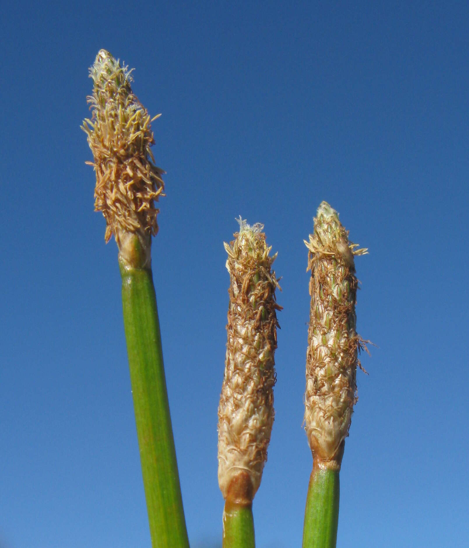 صورة Eleocharis cylindrostachys Boeckeler