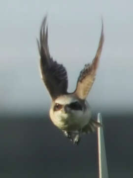 Image of Brown Shrike