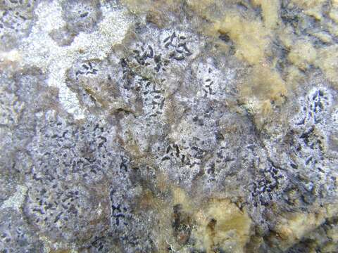 Image of scribble lichen