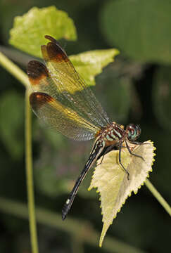 Image of Jade-striped Sylph