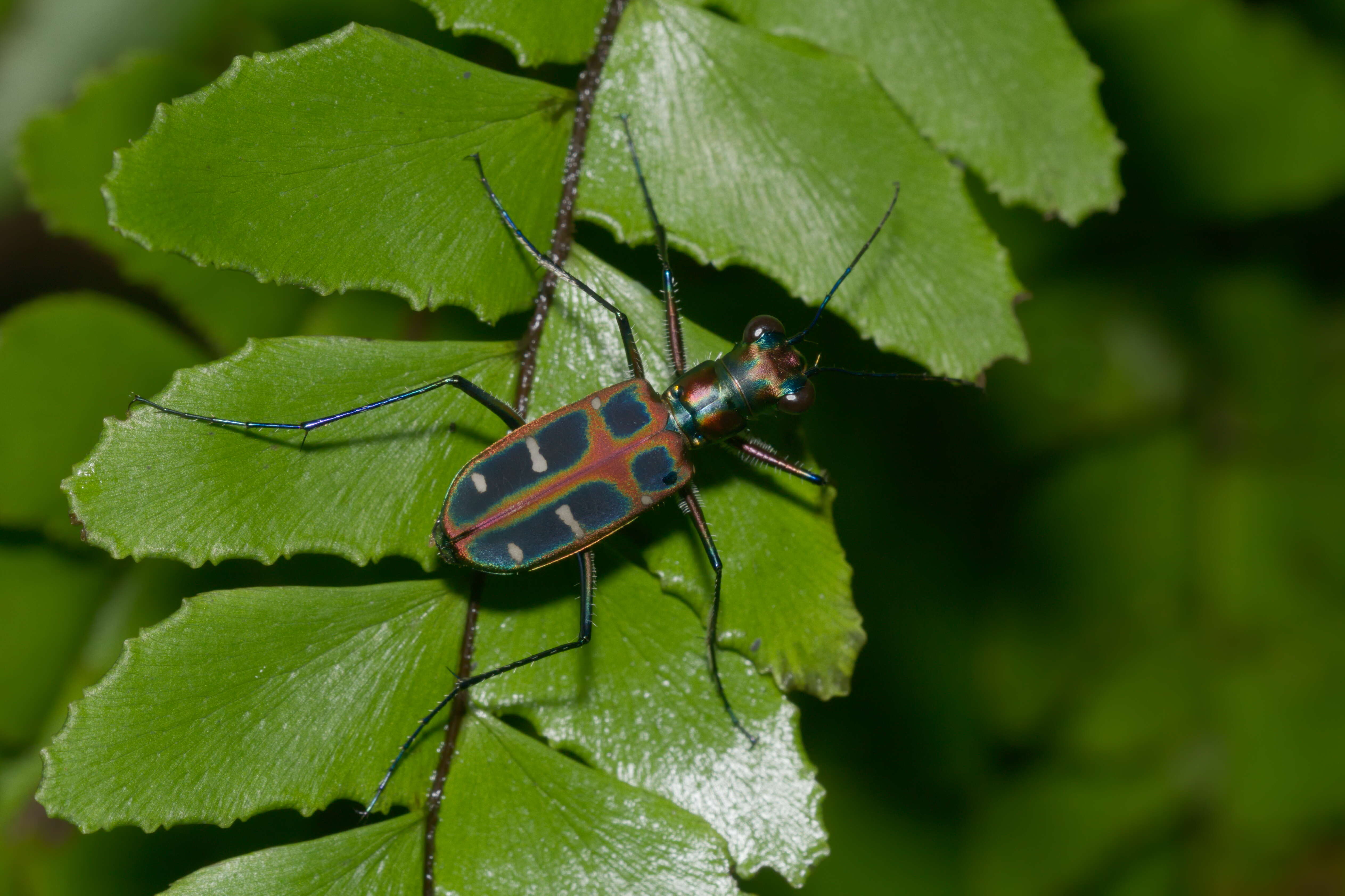 Image de Cicindela (Cosmodela) duponti Dejean 1826