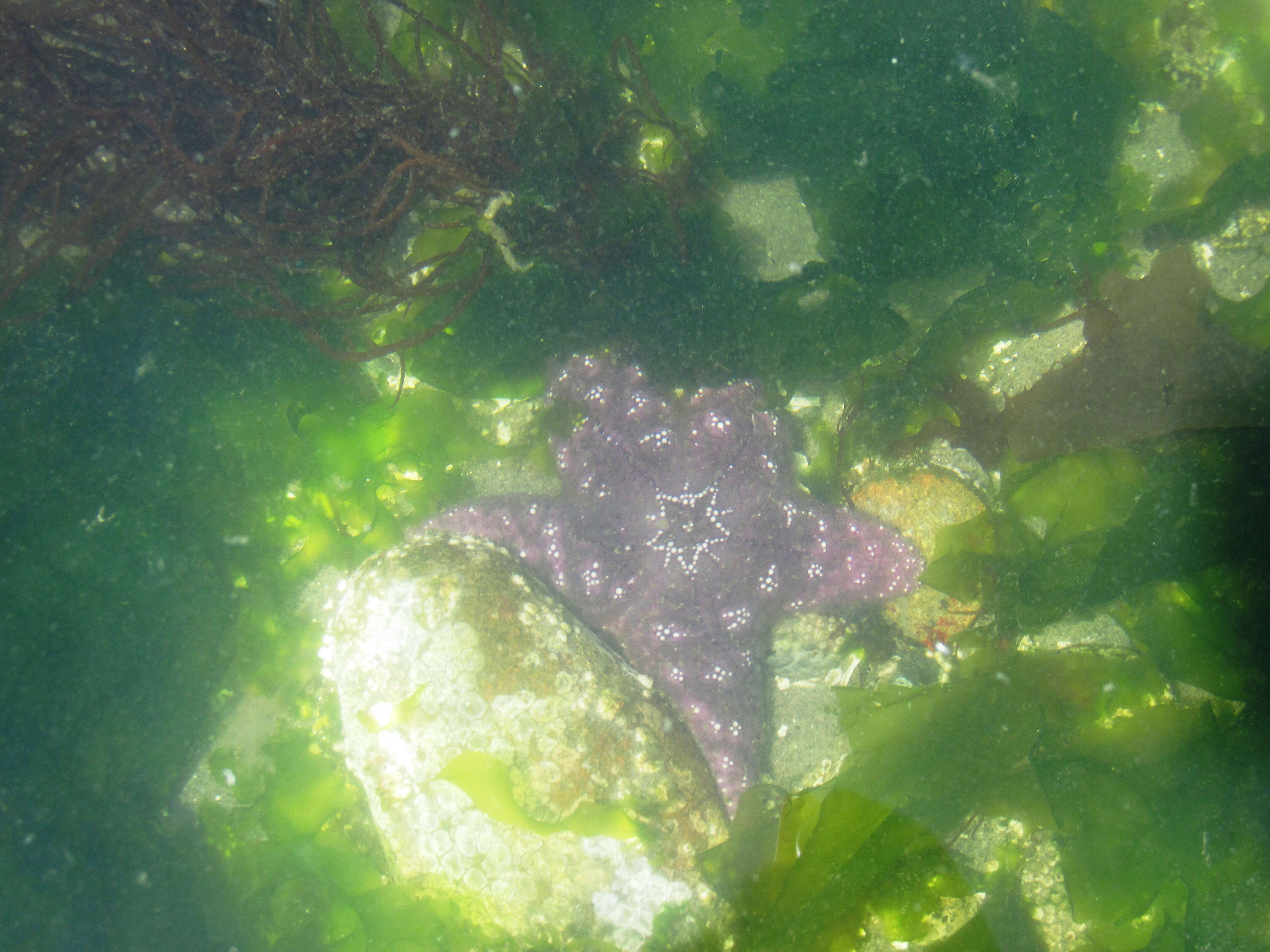 Image of ochre stars