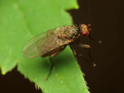 Image of heleomyzid flies