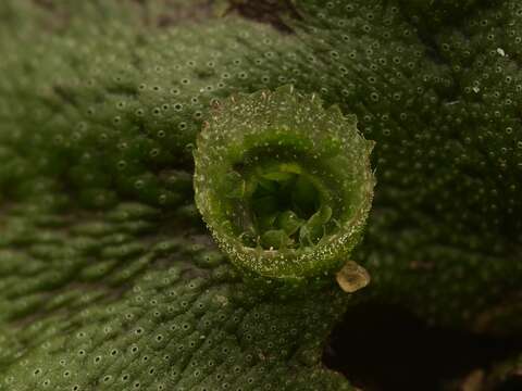 Image of common liverwort