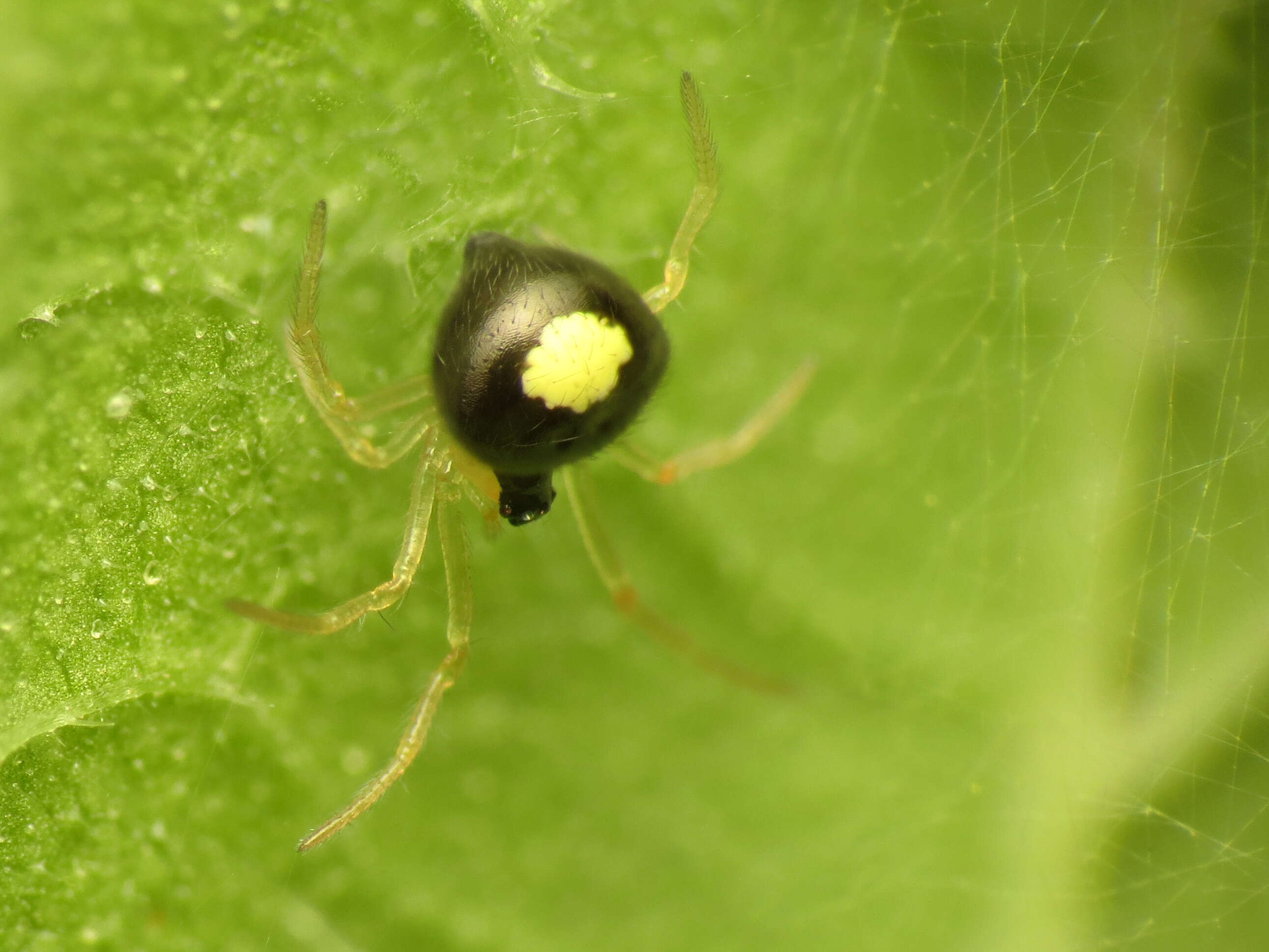 Image of Theridula opulenta (Walckenaer 1841)