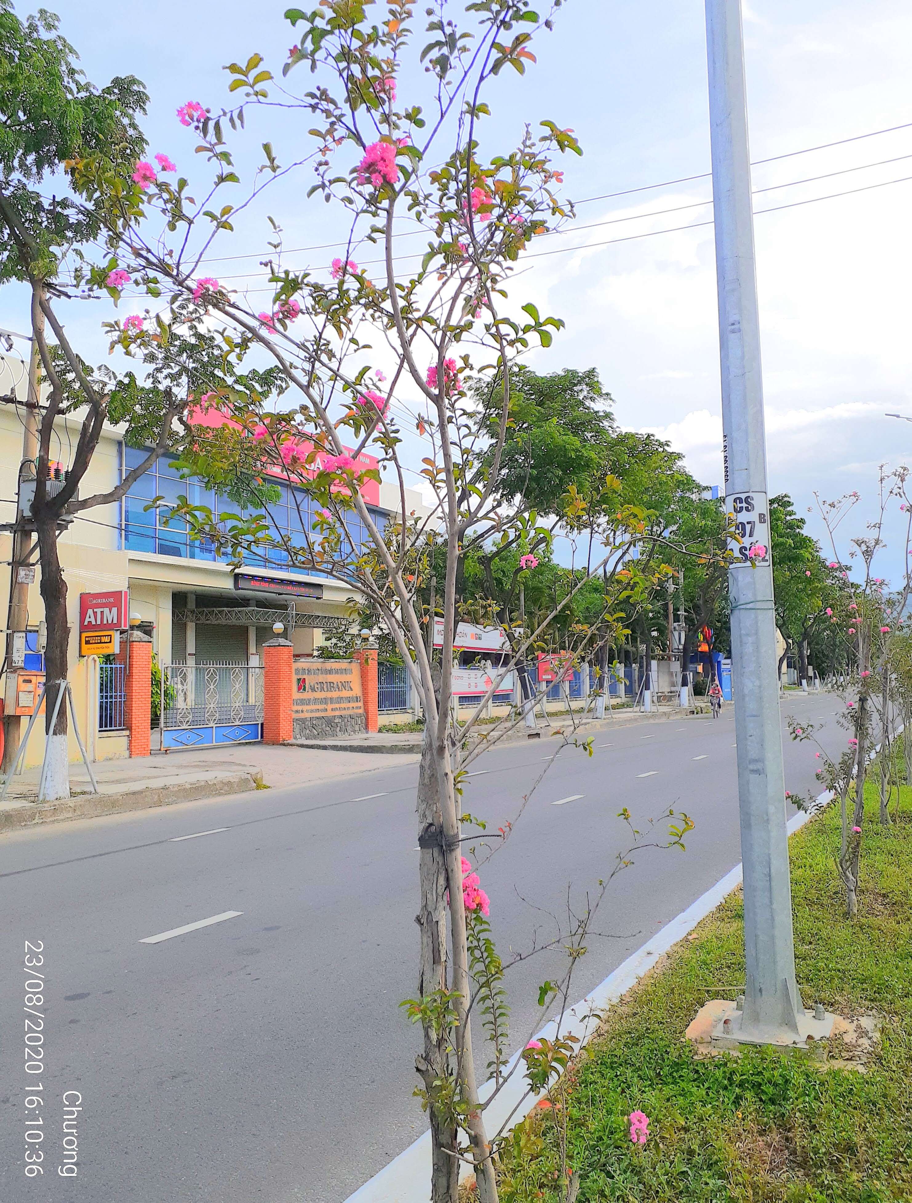 Image of Crape myrtle