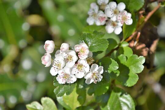 Image of Midland Hawthorn