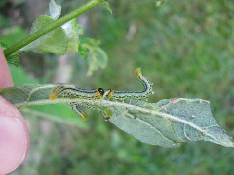 Image of Nematus pavidus