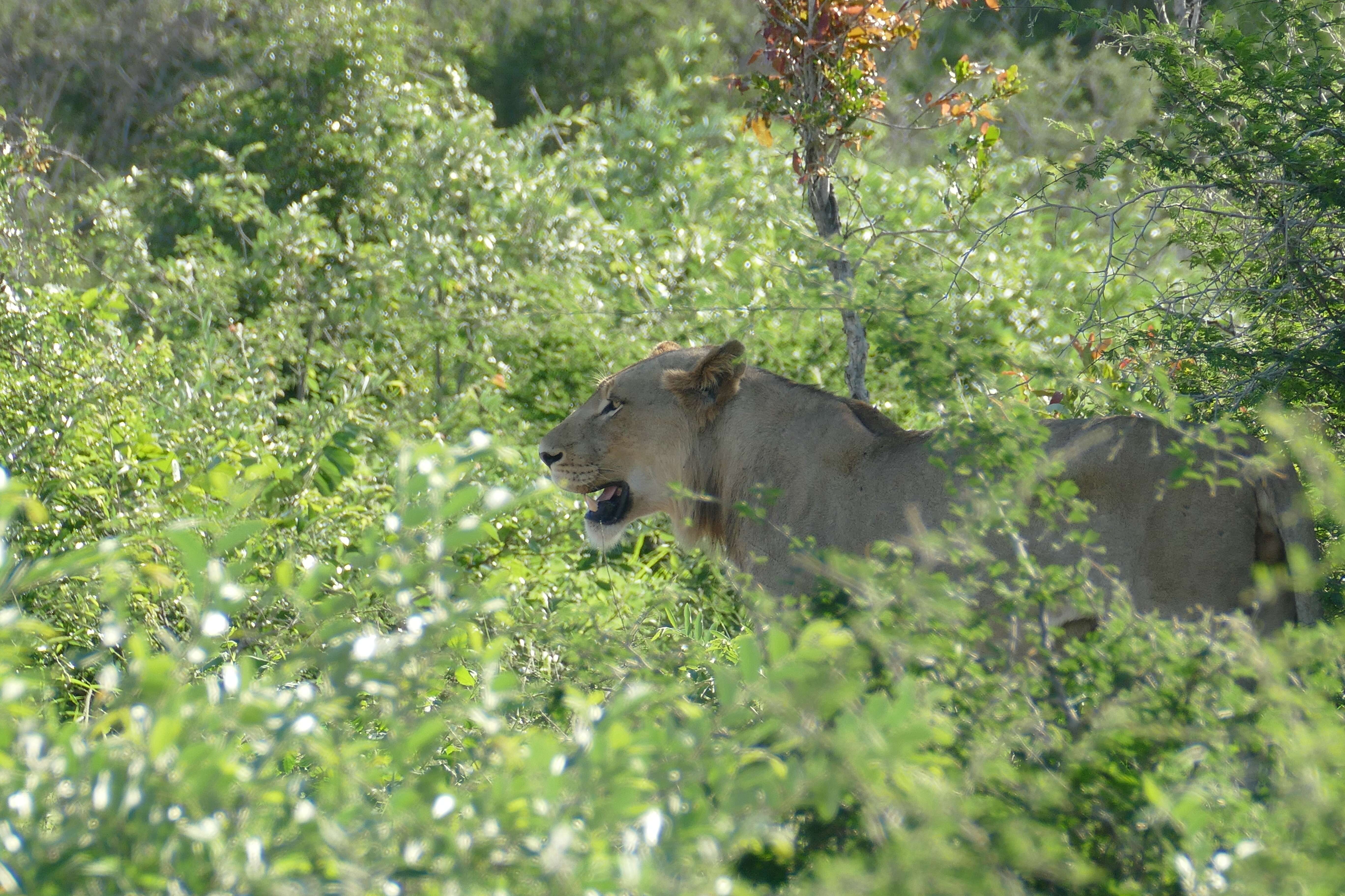 Imagem de Pantherinae