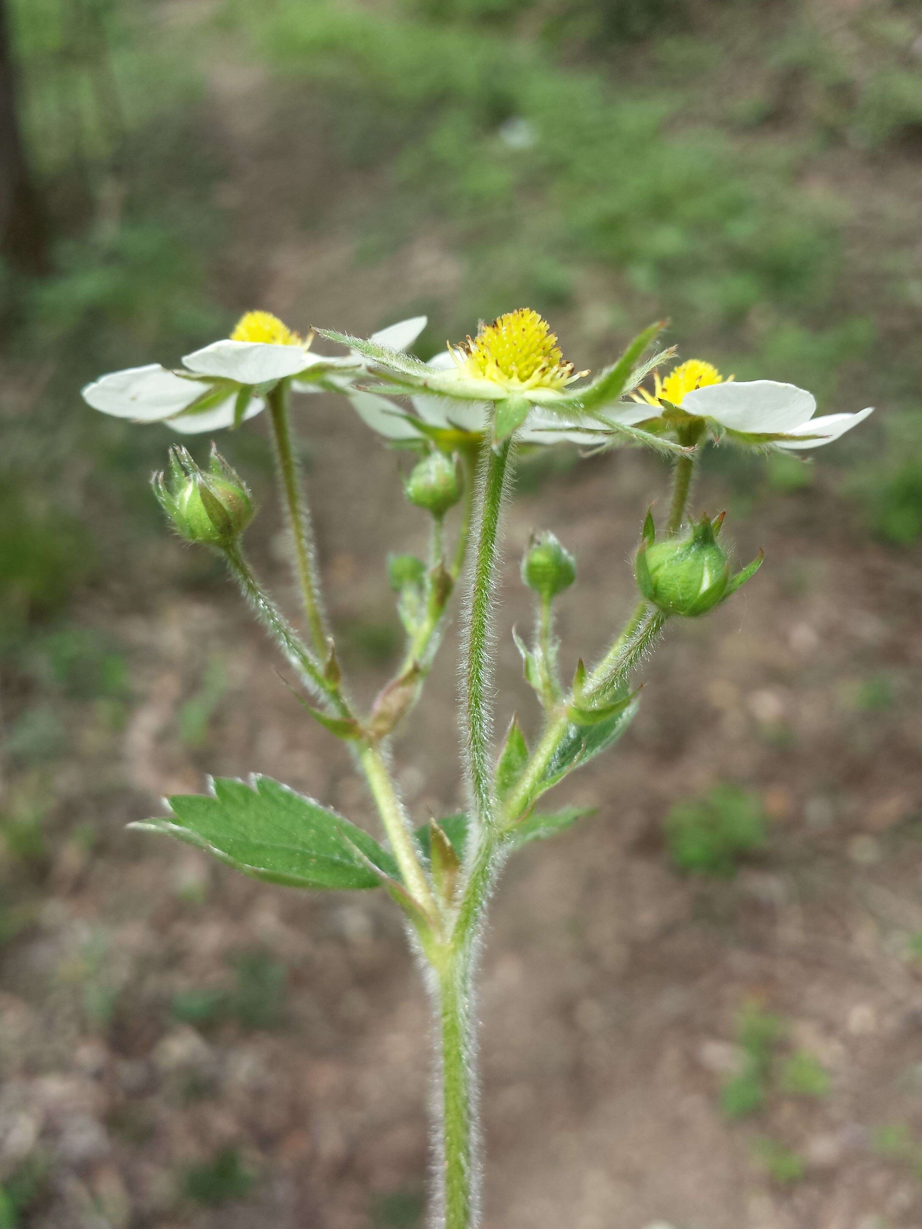 Image of Hautbois Strawberry