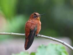 Image of Juan Fernandez Firecrown