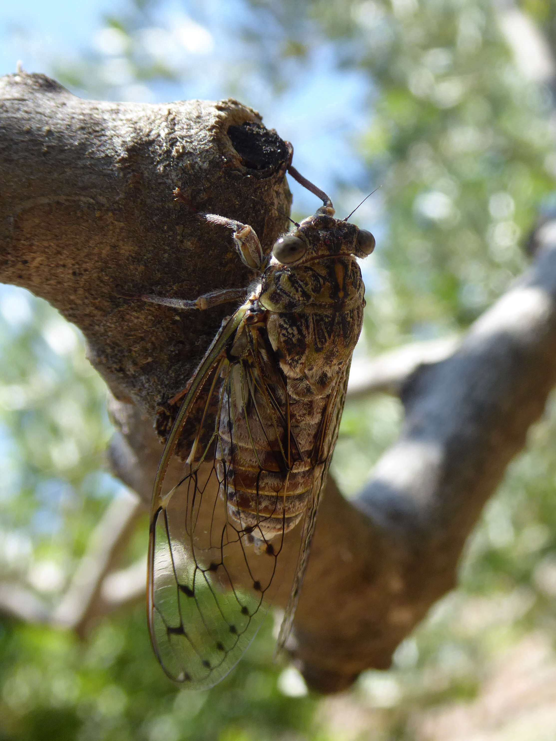 Image of Cicada orni Linnaeus 1758