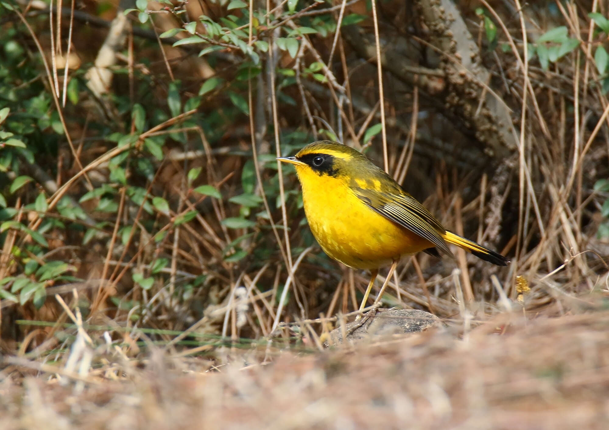 Image of Golden Bush Robin