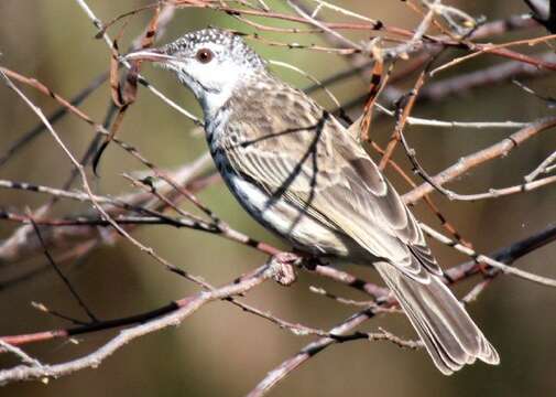 Image of Bar-breasted Honeyeater