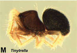 Image of Tinytrella