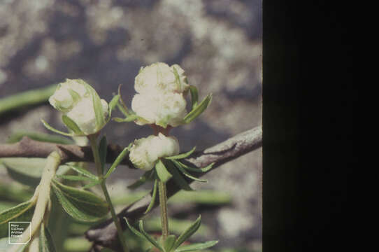 Imagem de Galium palustre L.