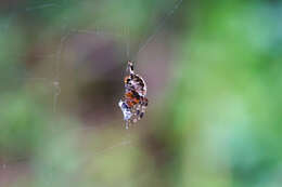 Image of Spotted Orbweaver