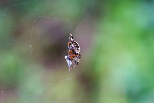 Image of Spotted Orbweaver