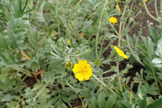 Image of woolly cinquefoil