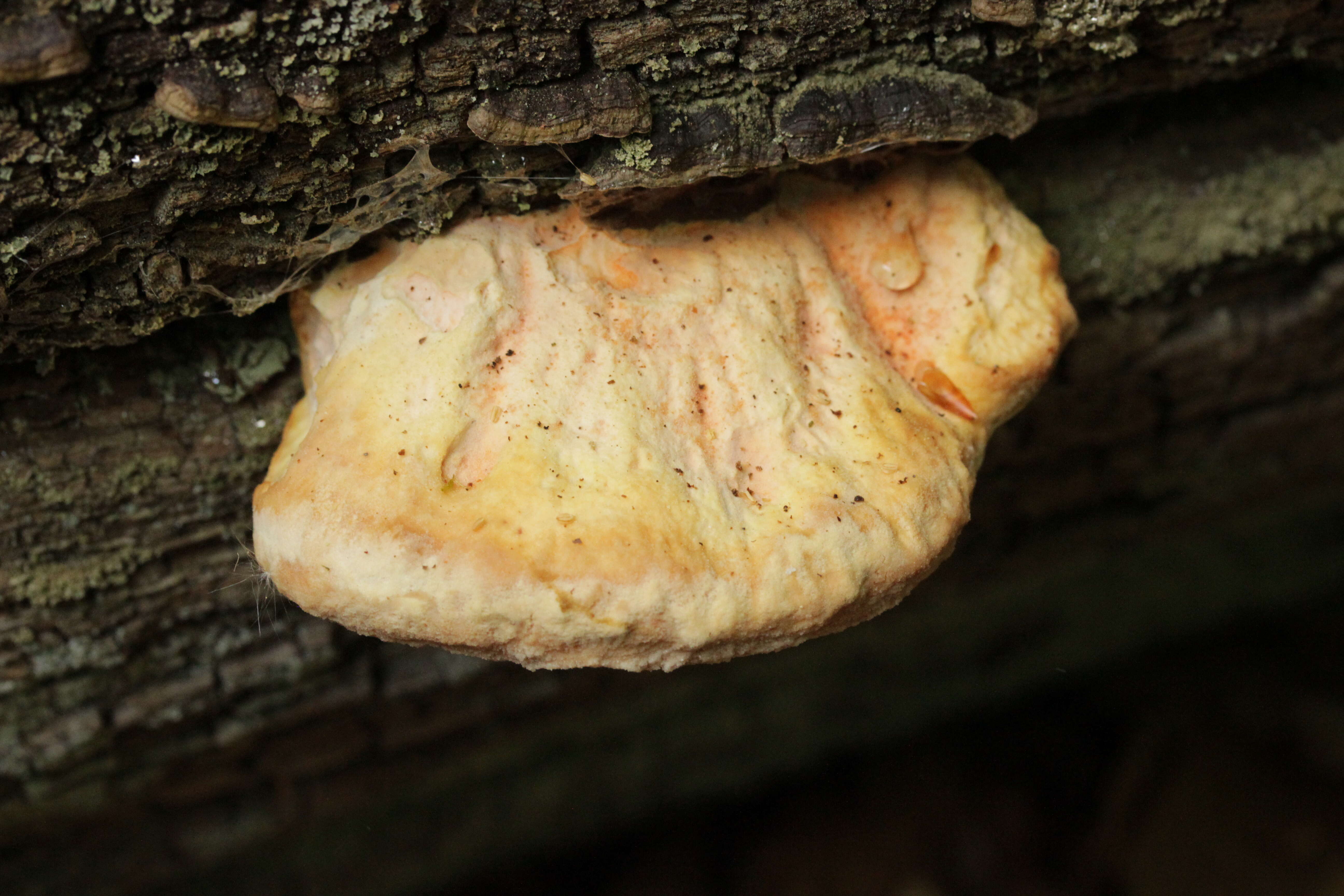 Image of Bracket Fungus