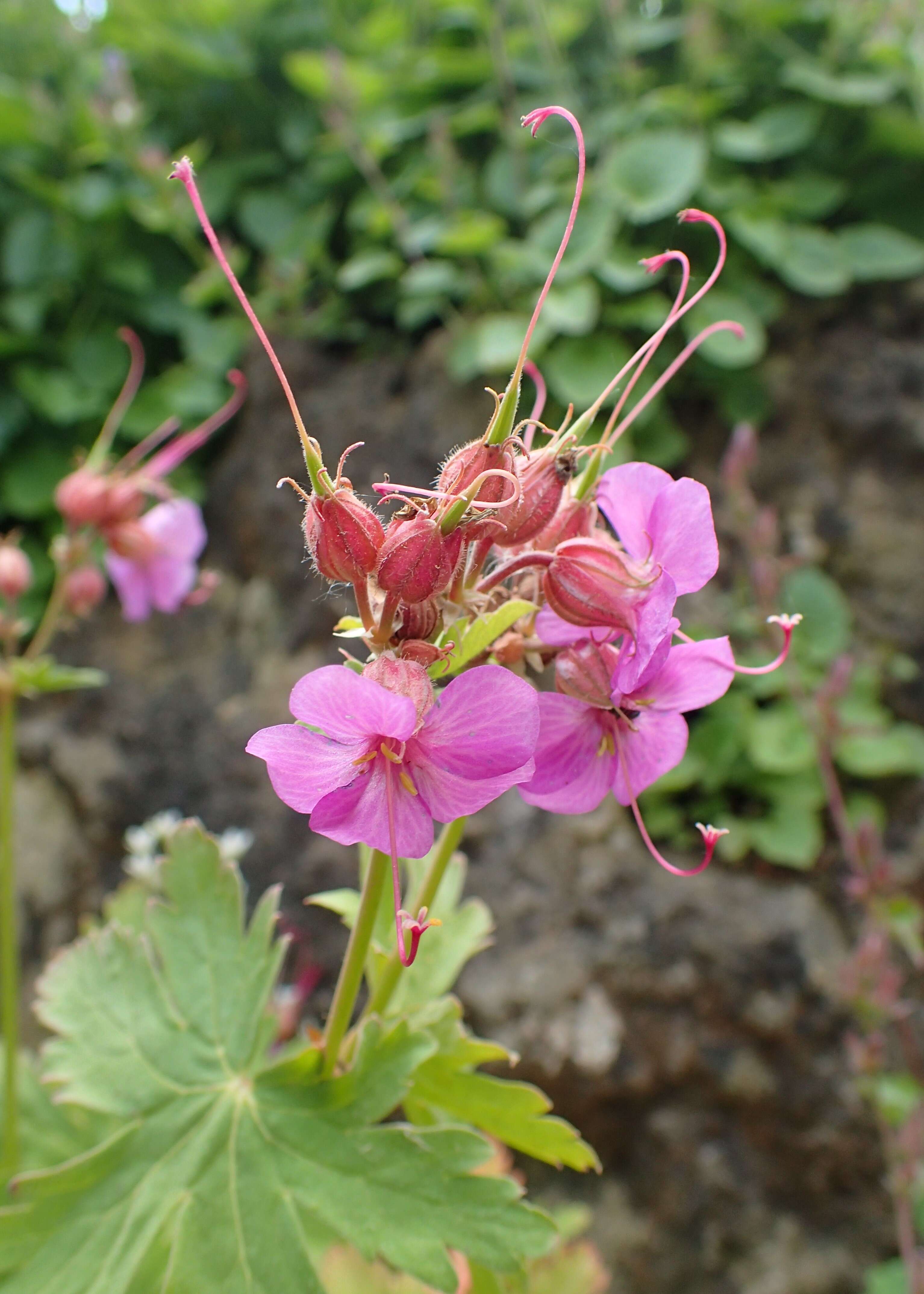 Imagem de Geranium macrorrhizum L.