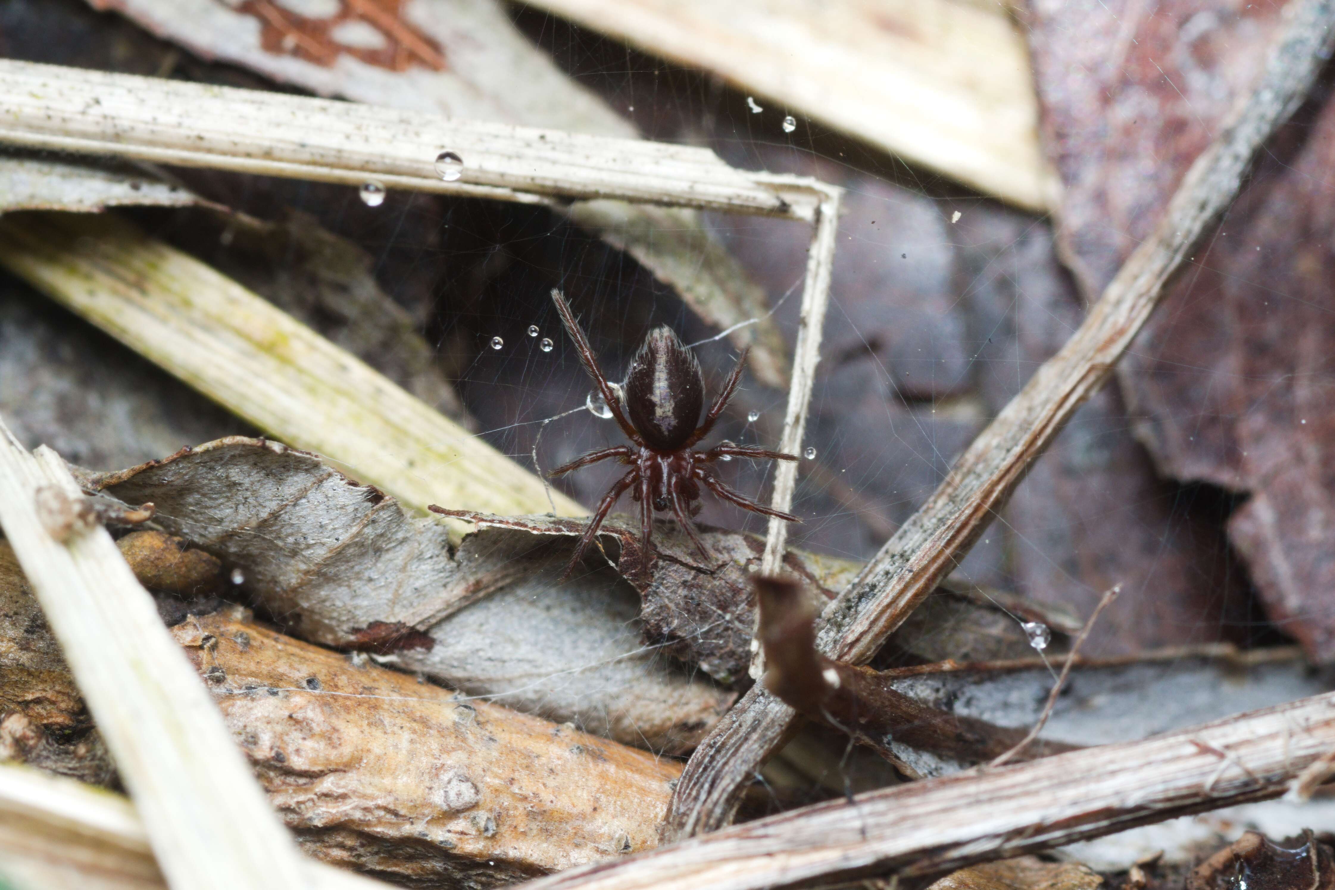 Image of Agelena labyrinthica (Clerck 1757)